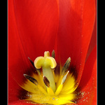 <b>crown of tulip</b>