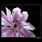 <b>:::flower:::</b>