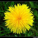 Obyčejná pampeliška