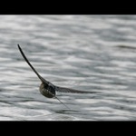 Tak čau, já letim.