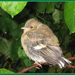 Stěží opeřený a zmáčený k tomu........