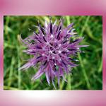 Starry flower