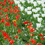 Tulipany