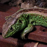 ...přilepšení k důchodu...