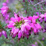 ...zelená hvězdička....