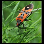 Ploštička pestrá (Lygaeus equestris)