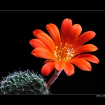 Rebutia