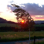 břízka