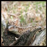 Bola som tu skôr !!!, alebo pohľad z praveku ...