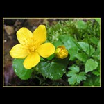 ... v hlbokej doline ...