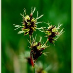 krásná neznámá ...