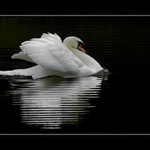 Labuť ... a forsáž