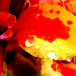 Perly Rosy