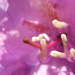 Rododendron