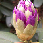 Rododendron - Už můžu ven?