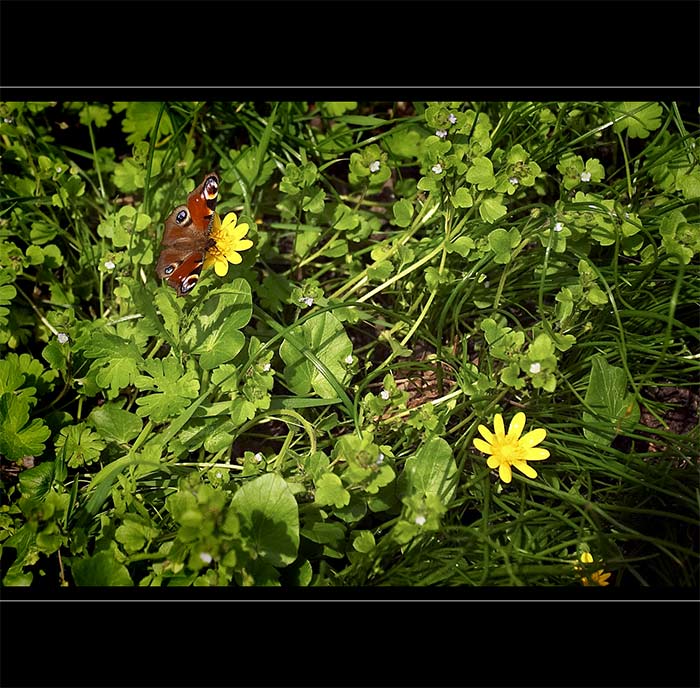 <b>- spring flowers - </b>