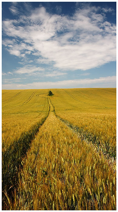 <b> ... in the field</b>