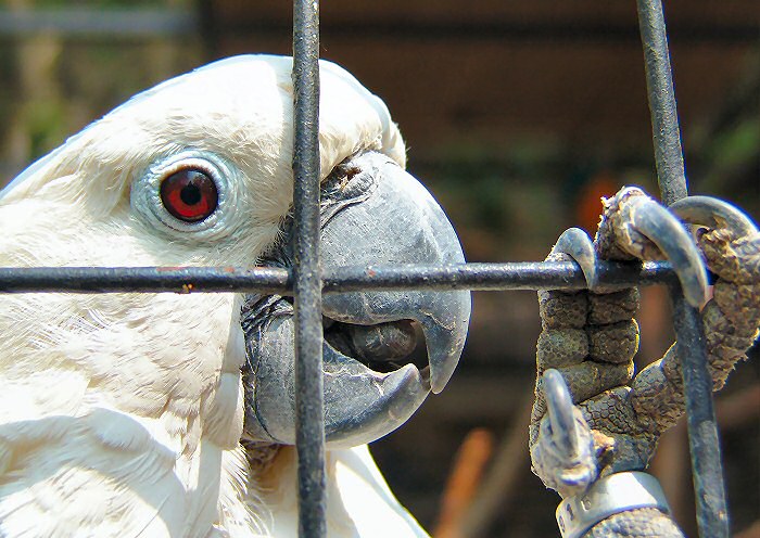 :: PRISONER ::