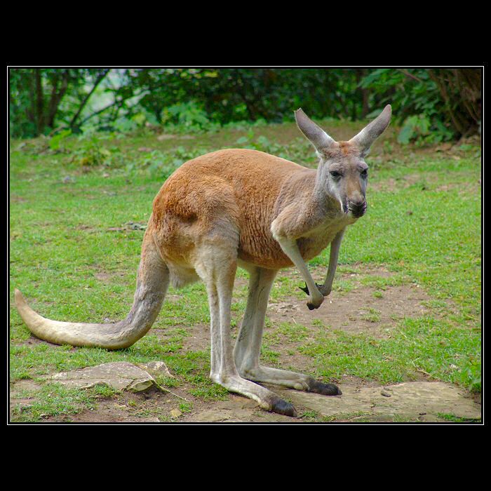 <font color=red><b>:: SKIPPY ::</b></font>
