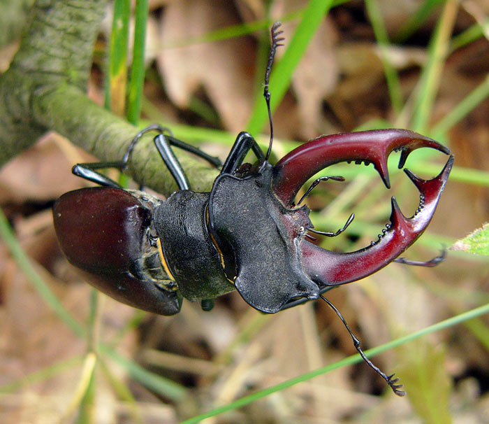 Roháč