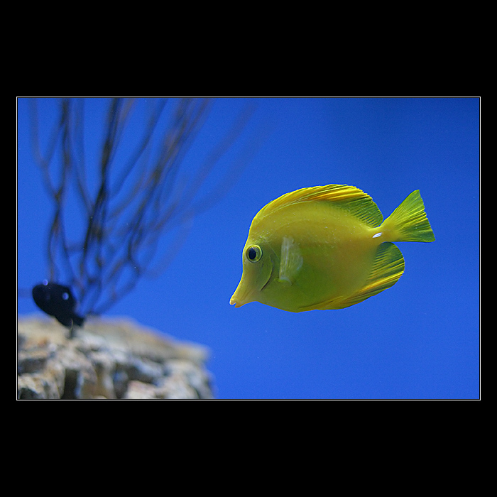 <b>* Rybka pro štěstí *</b>