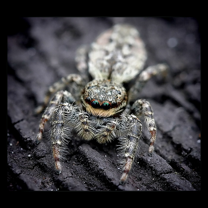 <b>* Můj soused zabiják *</b>