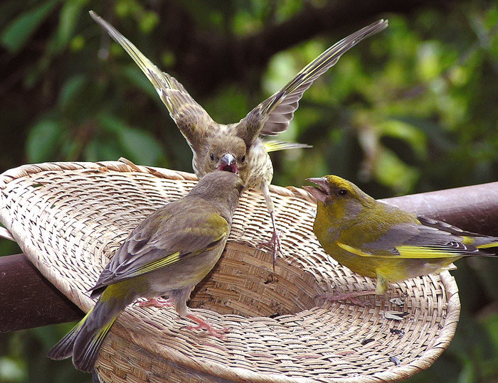 Tady jsem pánem já!