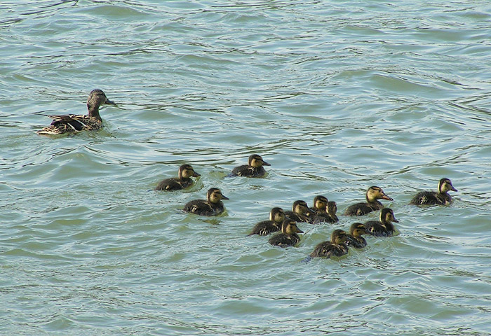 Taková malá kačeří rodinka