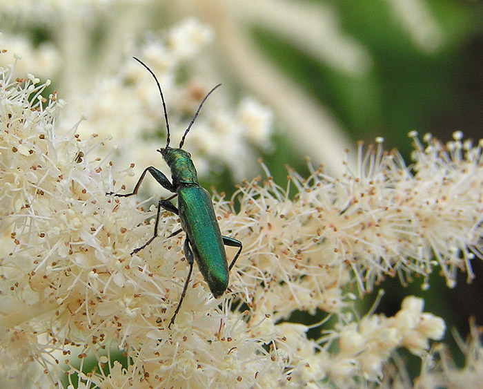 Svět hmyzu 1 - čeleď stehnáčků
