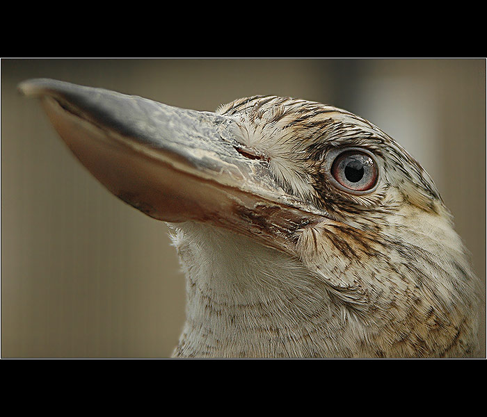 <B>HELE A OSTŘI NA OKO, JÓÓÓ !</B>