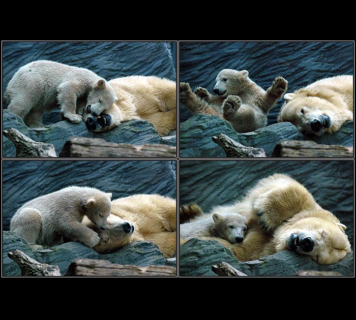 <B>MEDVĚDÍ POHÁDKA - viz. LEGENDA</B>