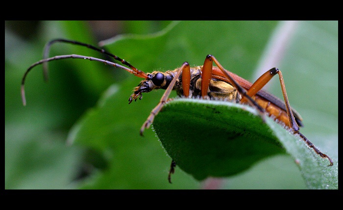Stenocorus II
