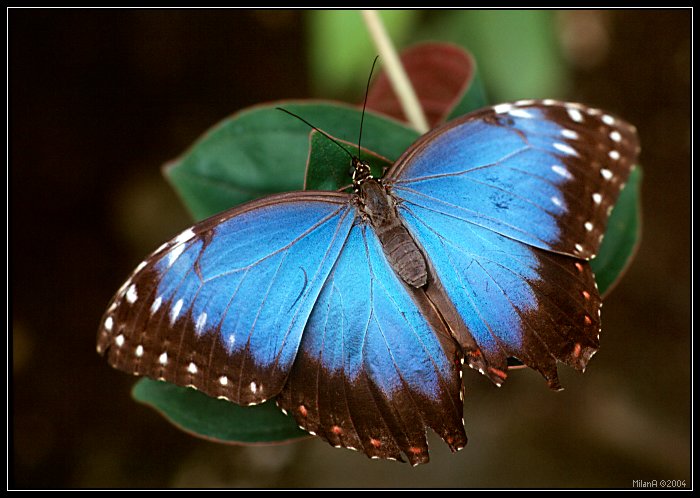 Morpho menelaus