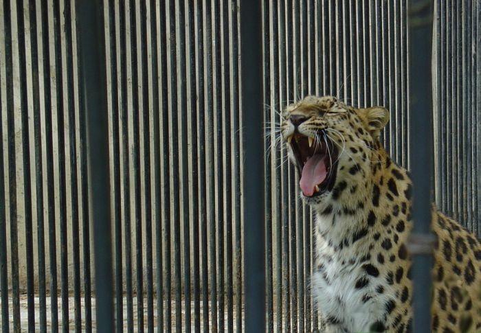 Polední zívaneček...