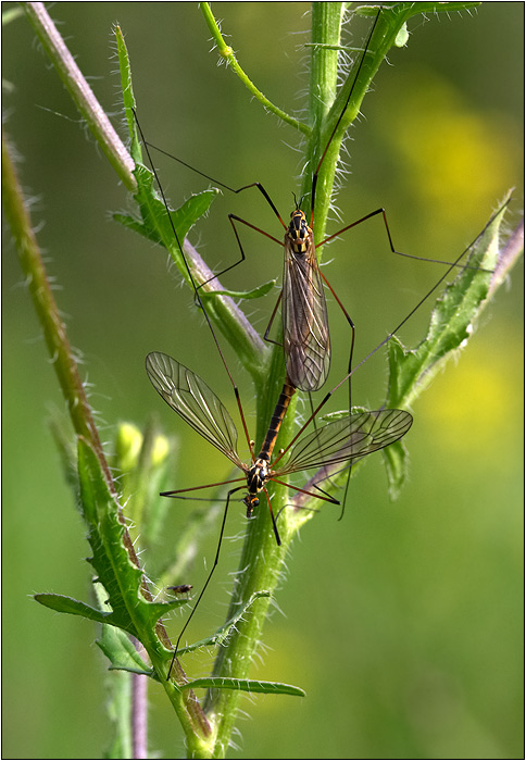složitější záležitost