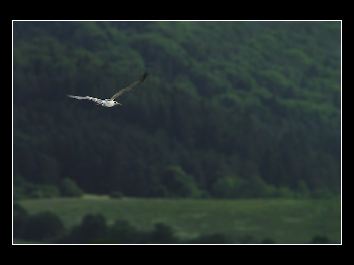 Albatros v zelenom...