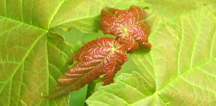Symetrie