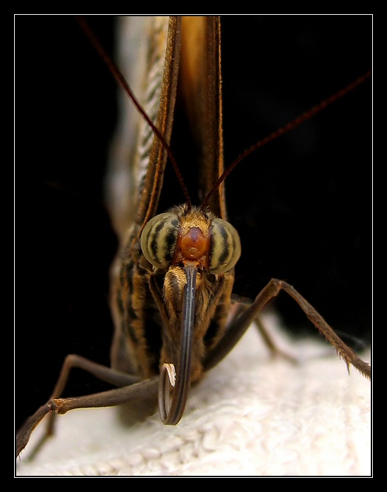 <b>..:Butterfly I:..</b>