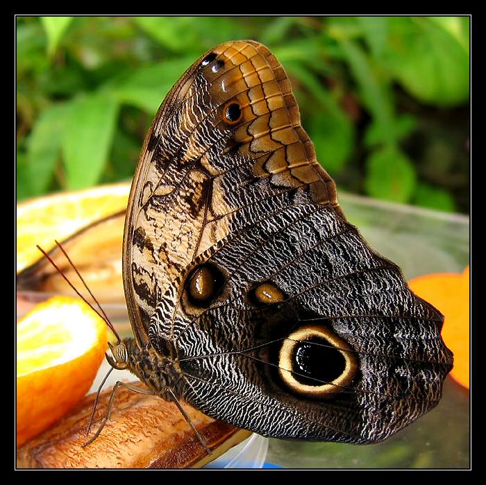 <b>..:Butterfly II:..</b>