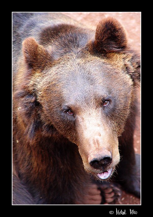 Medvěd hnědý (Ursus arctos)