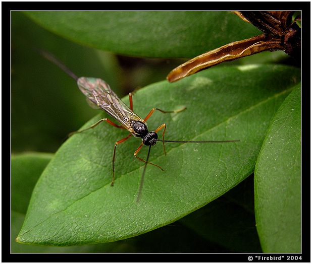 Já malý, hodný, neškodný hmyzáček! :-)