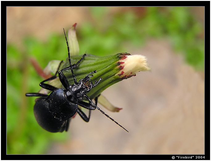 Šplhám až ke hvězdám a na hubu nepadám!