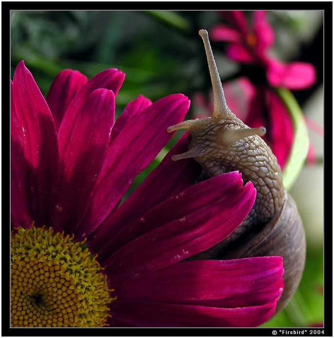 Mám to opylovat, nebo co?