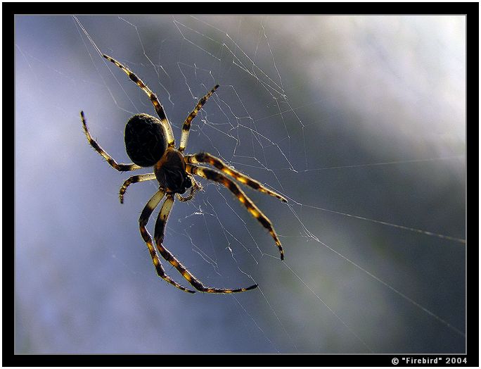 Pavouček Lojzíček