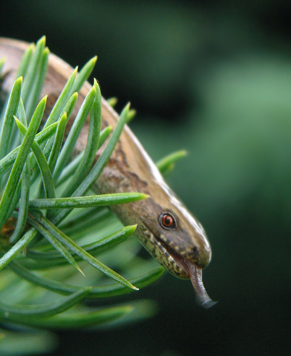 "ssssssssss"