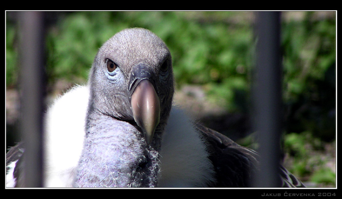 <i><b>supík</b></i>