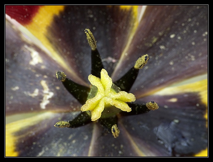 Tulipán 2