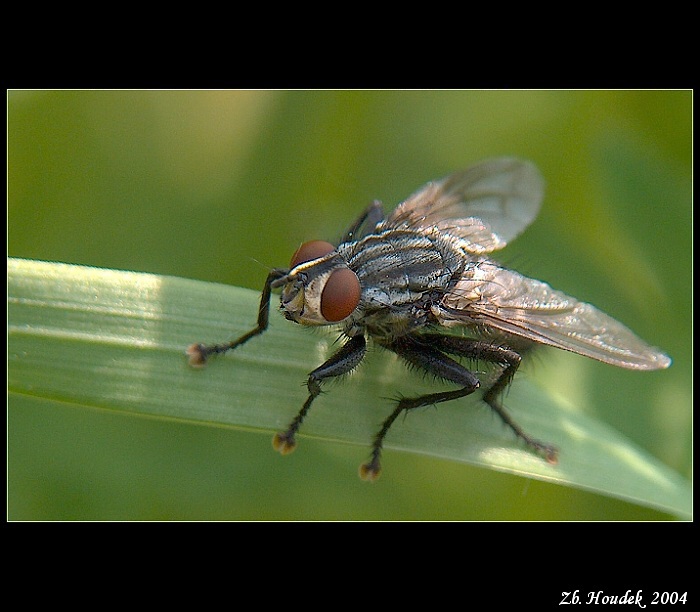 ***FLY***