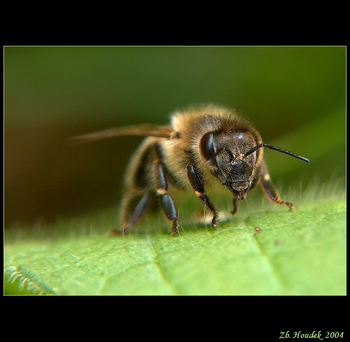 bzzz