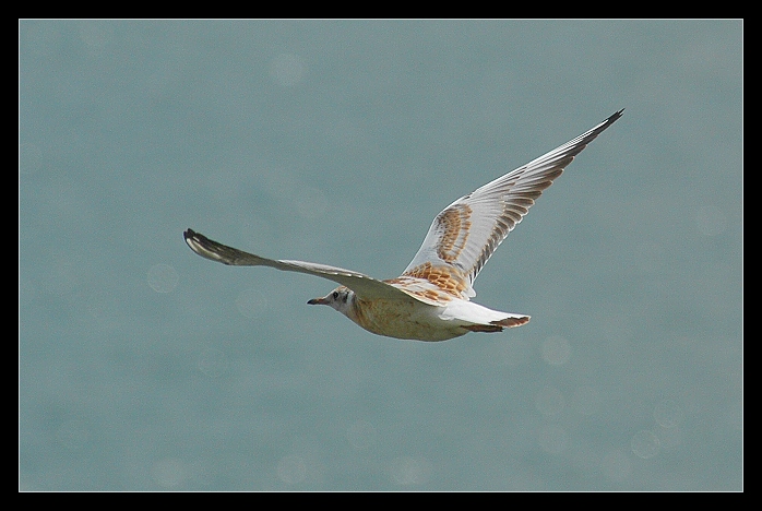 lehkost létání ...